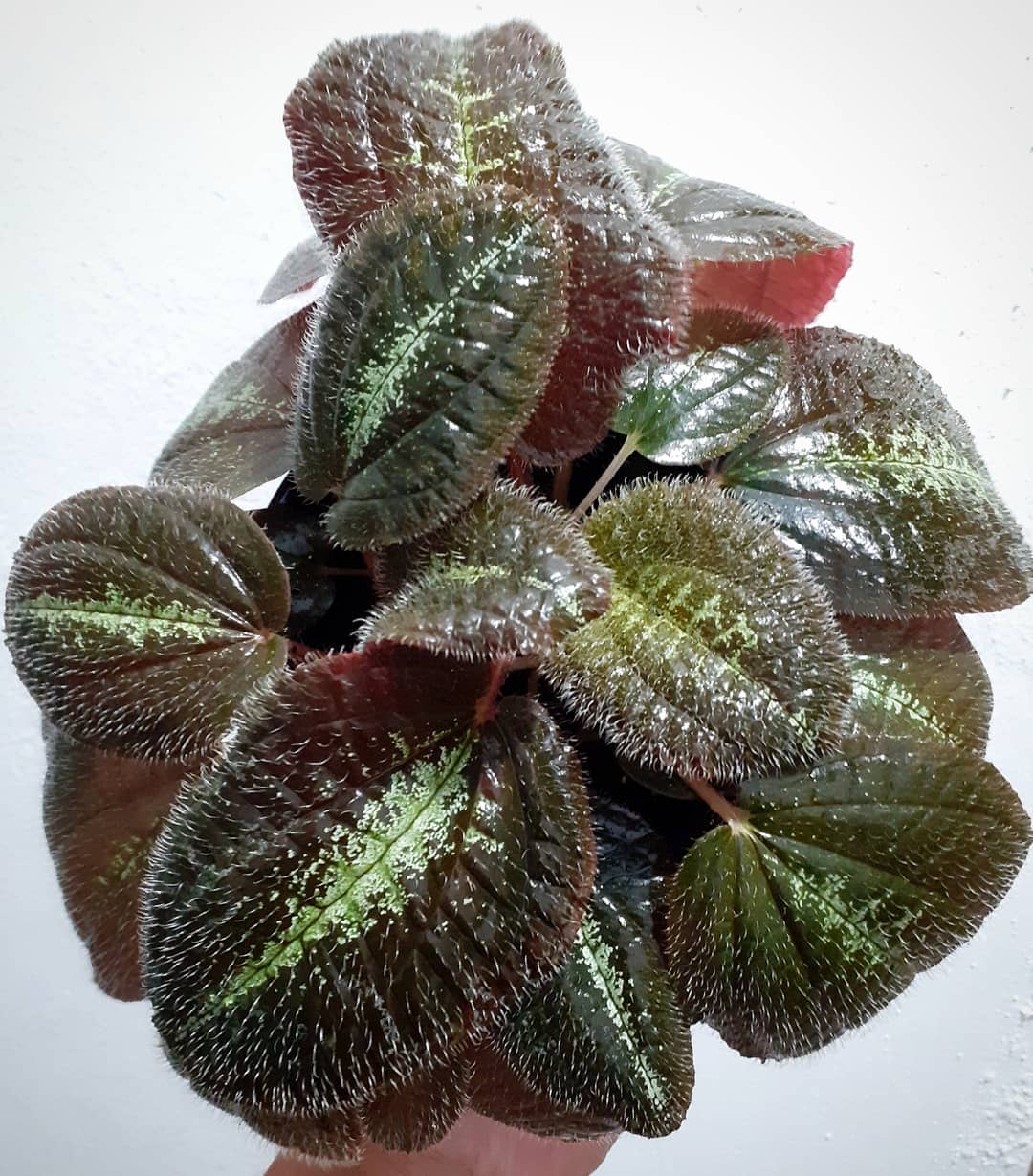 Plant care for Asian Melastome on Greg, the plant care app