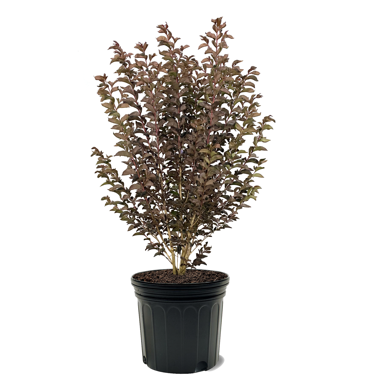 Plant care for Black Diamond® Best Red™ Crape Myrtle on Greg, the plant care app