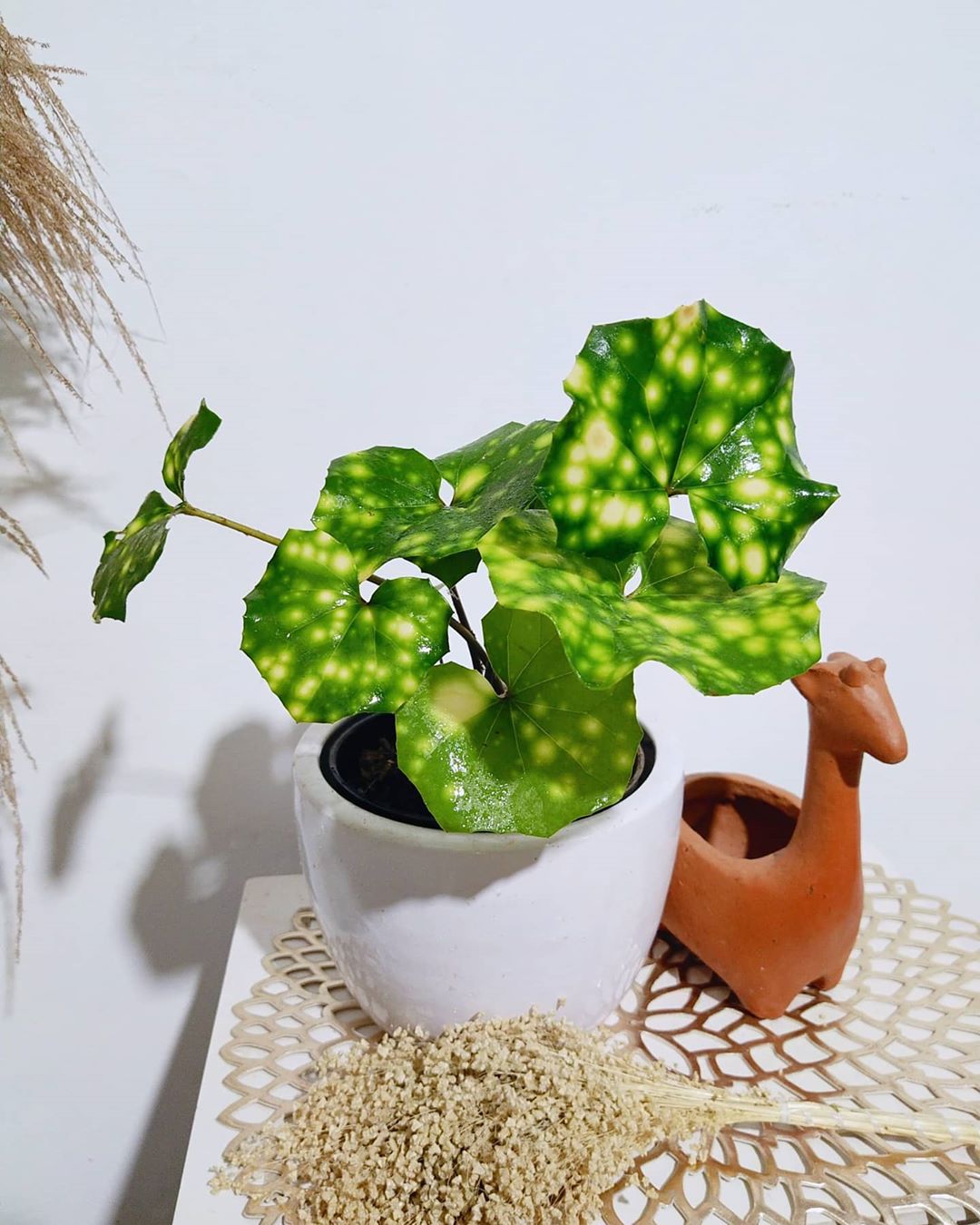 Photo of the plant species Leopard Plant on Greg, the plant care app