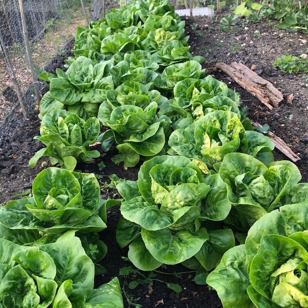Photo of the plant species Garden Lettuce on Greg, the plant care app