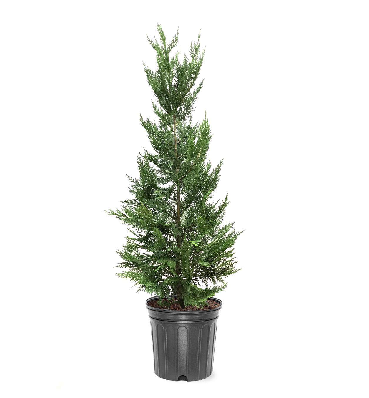Photo of the plant species Leyland Cypress on Greg, the plant care app