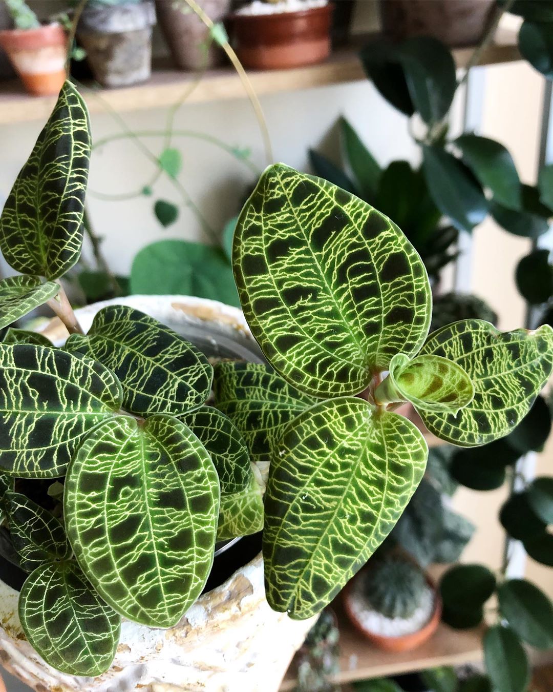 Photo of the plant species Lightning Bolt Jewel Orchid on Greg, the plant care app