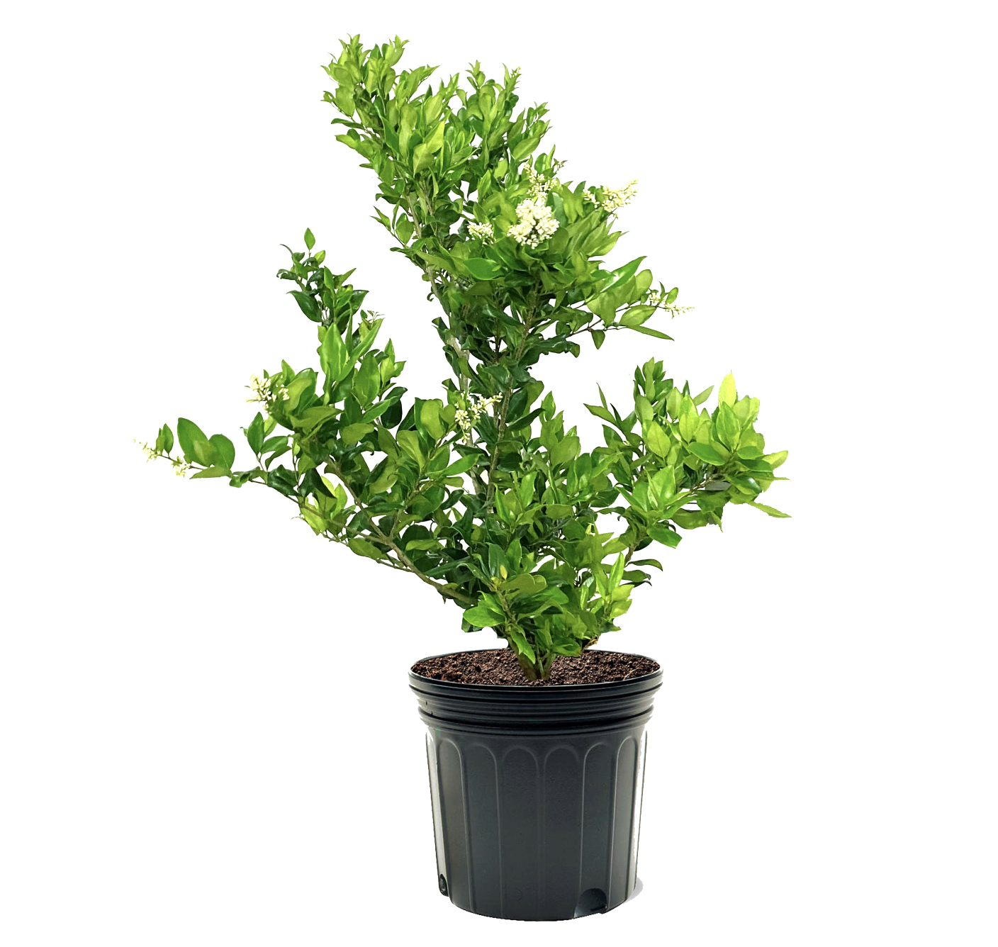 Photo of the plant species Waxleaf Privet on Greg, the plant care app