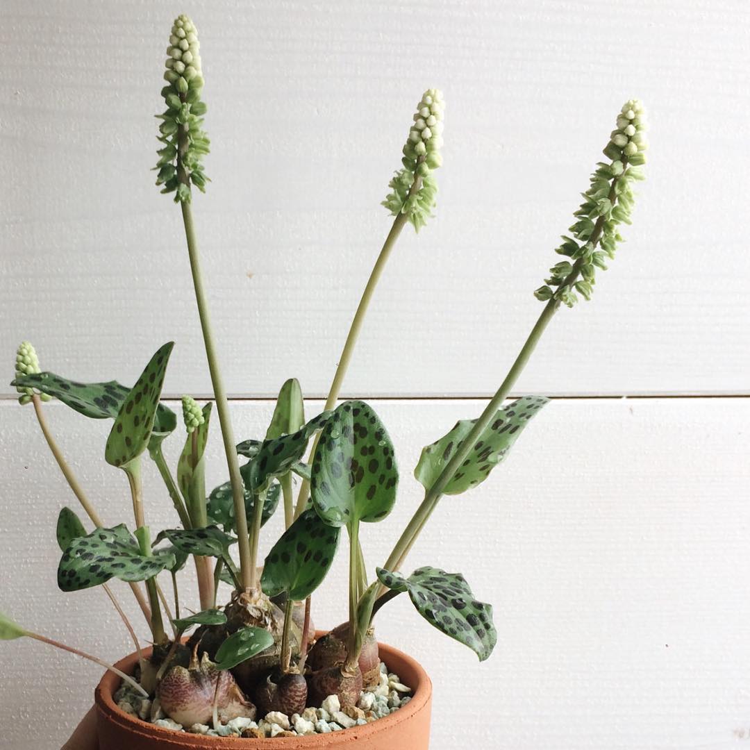 Photo of the plant species Little White Soldiers on Greg, the plant care app