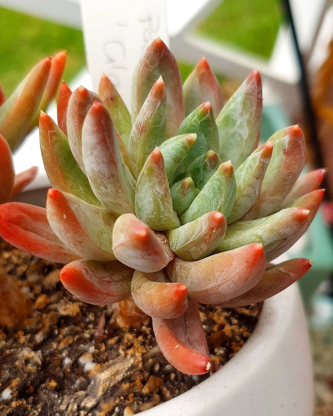 Photo of the plant species Pachyveria Little Jewel on Greg, the plant care app