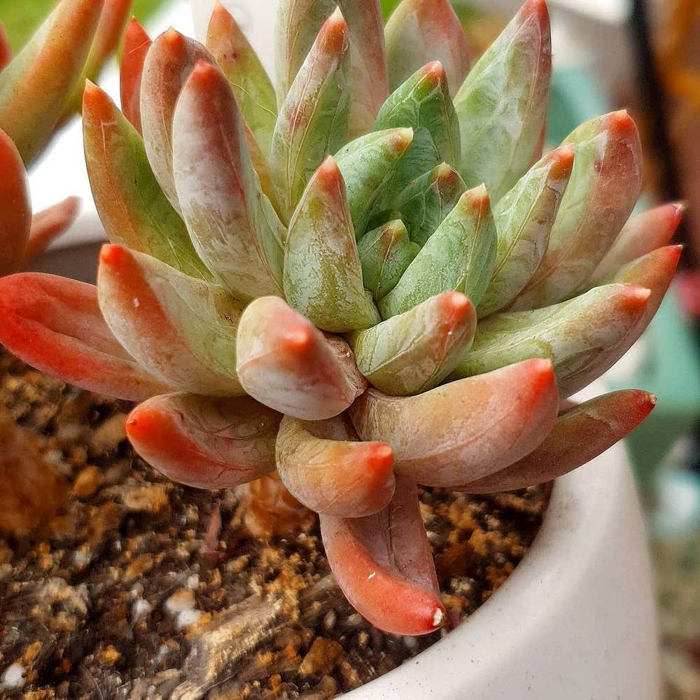 How to Care for Pachyveria Little Jewel: Mastering Water, Sunlight & More