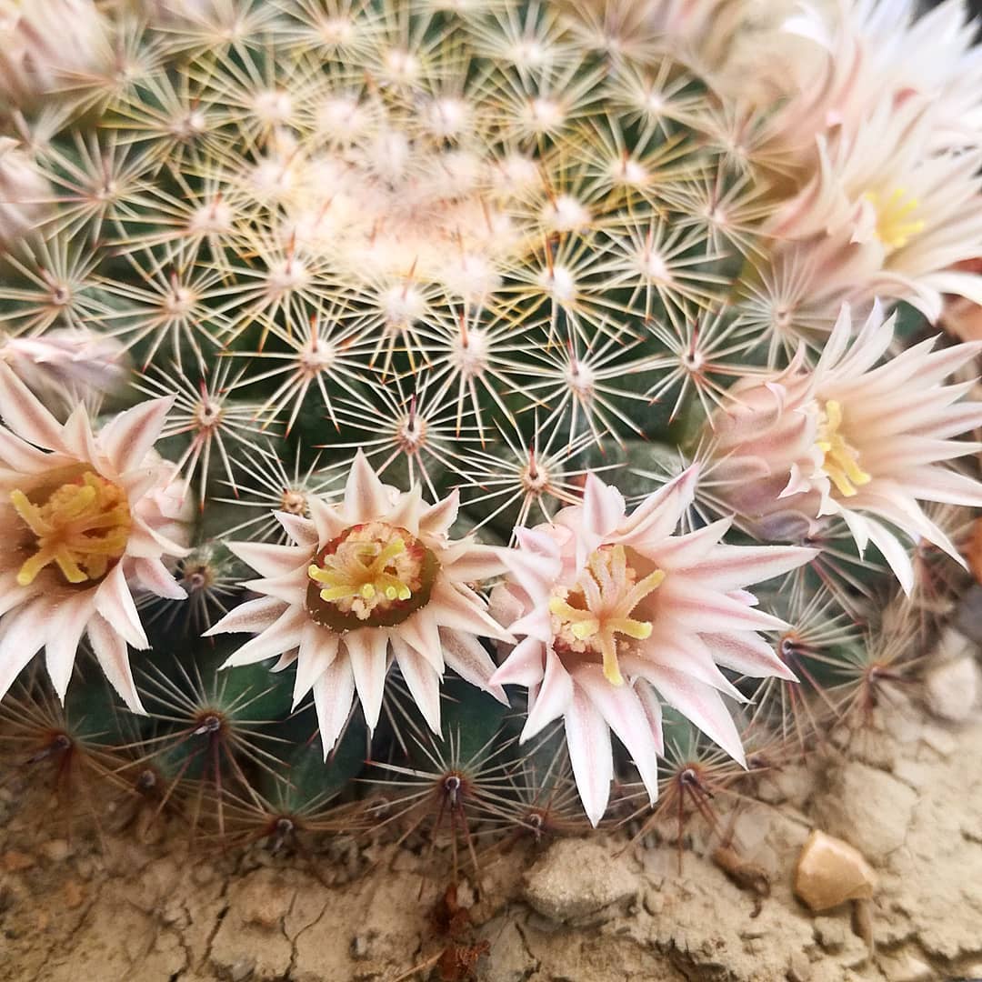 Photo of the plant species Little Nipple Cactus on Greg, the plant care app