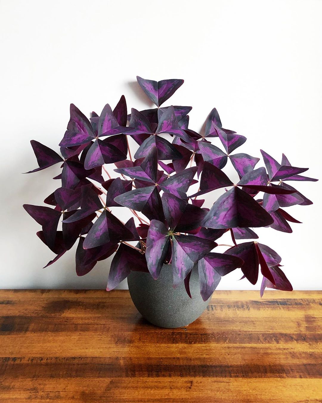 Personalized Purple Shamrocks Care Water, Light, Nutrients Greg App