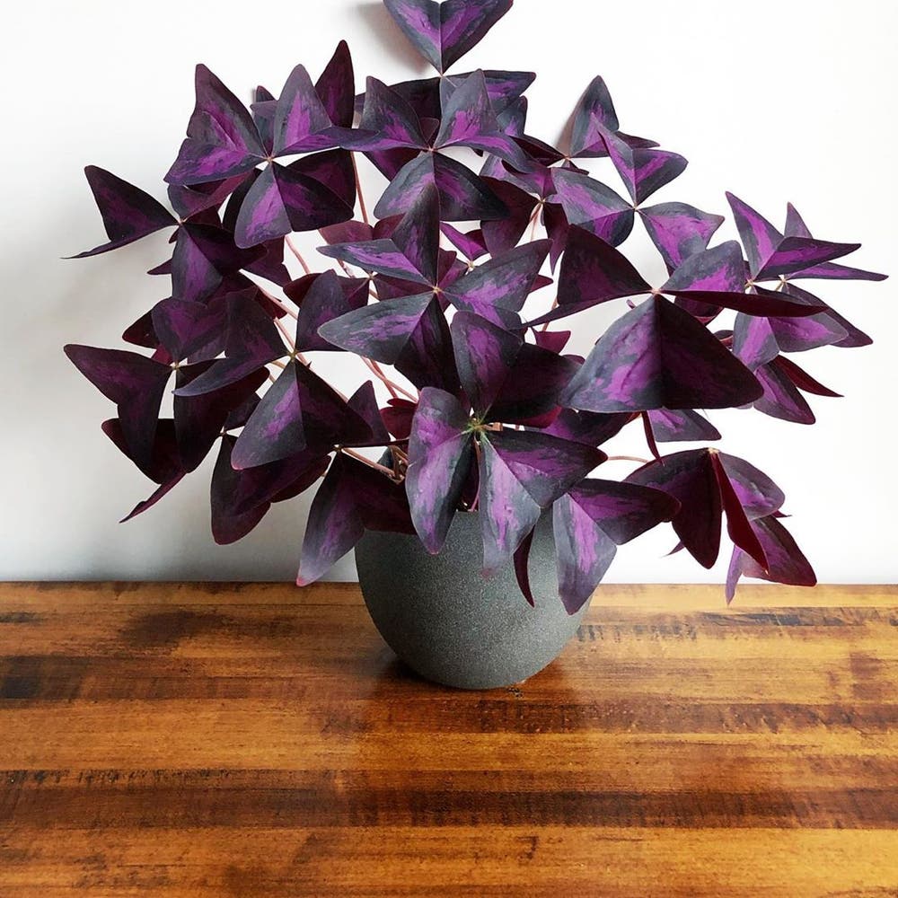 Photo of the plant species Purple Shamrocks on Greg, the plant care app