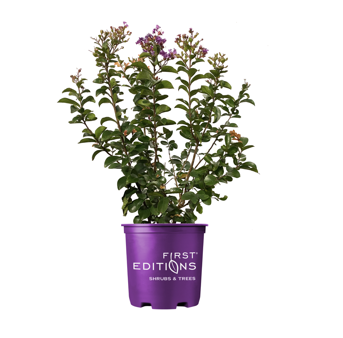 Photo of the plant species Purple Magic Crape Myrtle on Greg, the plant care app