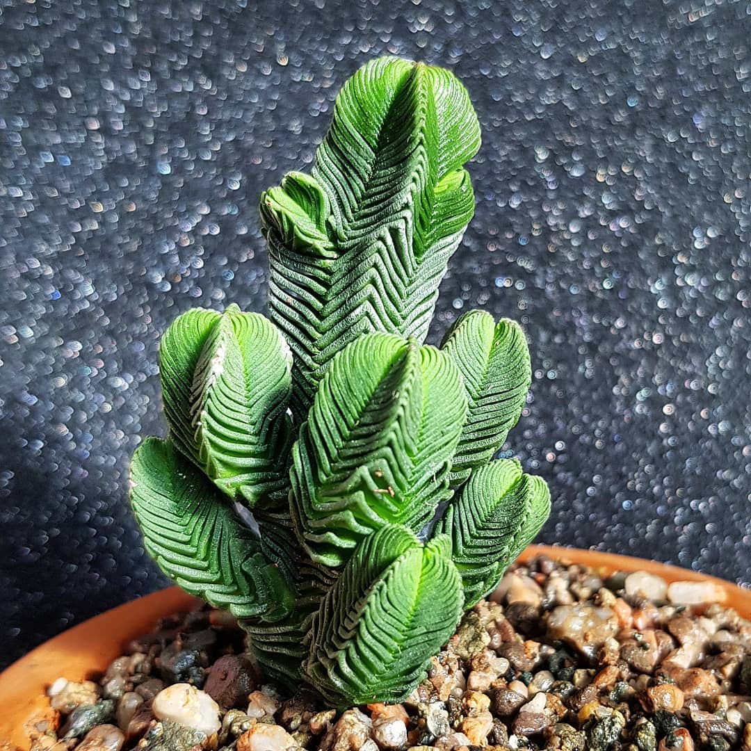 Photo of the plant species Pagoda Mini Jade on Greg, the plant care app
