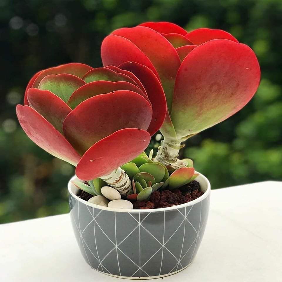 Photo of the plant species Paddle Plant on Greg, the plant care app