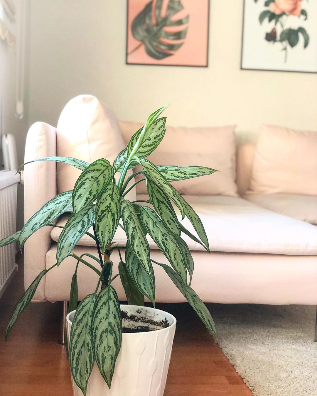 Photo of the plant species Painted Drop Tongue on Greg, the plant care app
