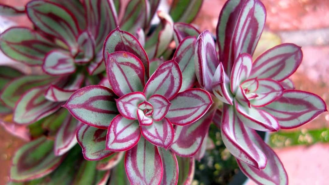 Photo of the plant species Painted Echeveria on Greg, the plant care app