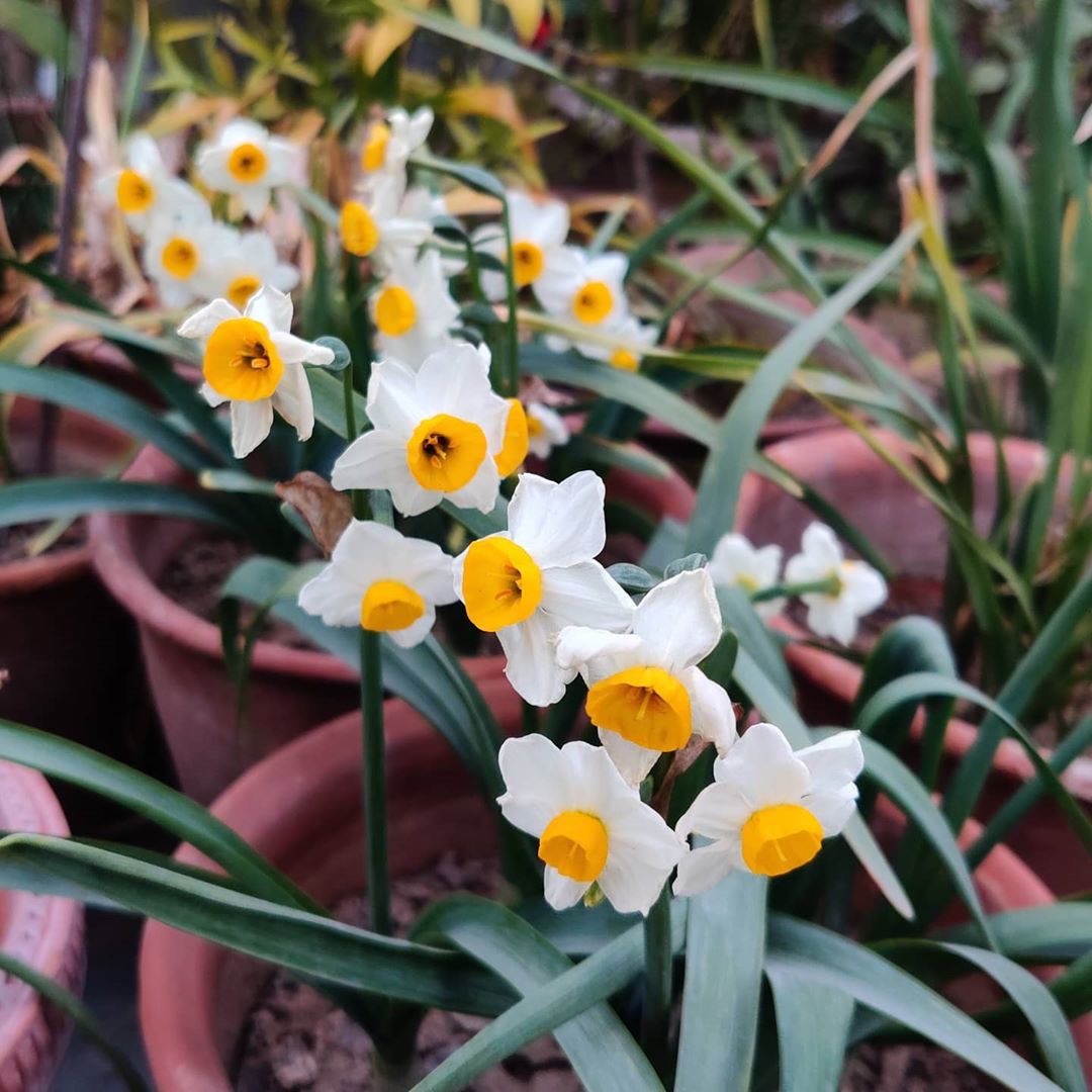 Paper White Narcissus Plant Care: Water, Light, Nutrients | Greg App 🌱