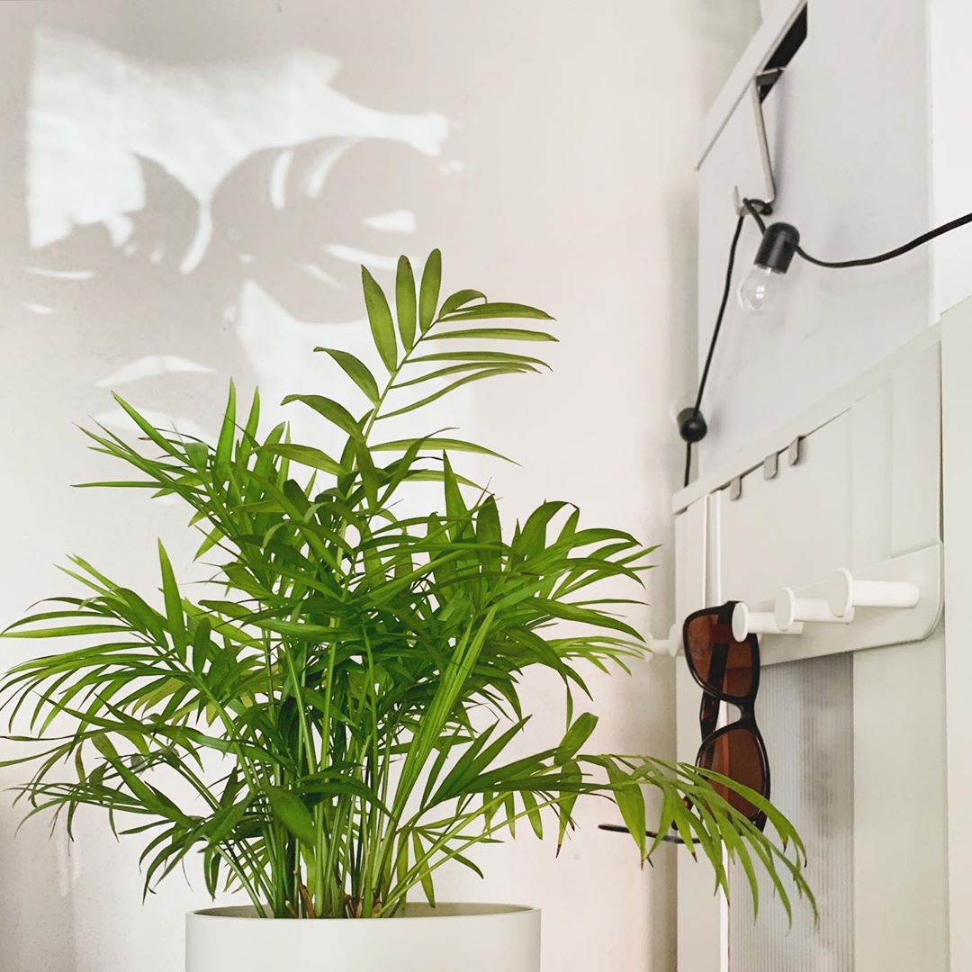 Plant care for Knotted Rush on Greg, the plant care app