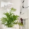 Plant care for Bald Cypress on Greg, the plant care app