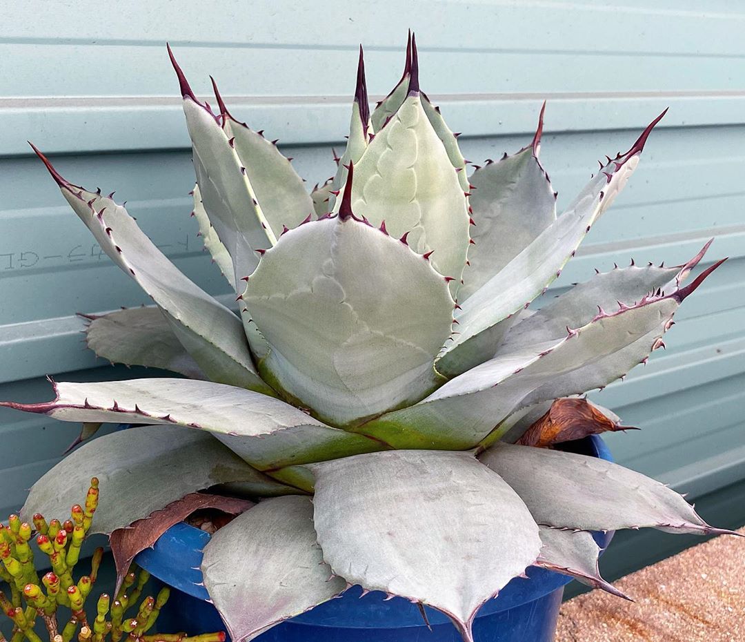 Agave Parryi Plant Care: Water, Light, Nutrients | Greg App 🌱