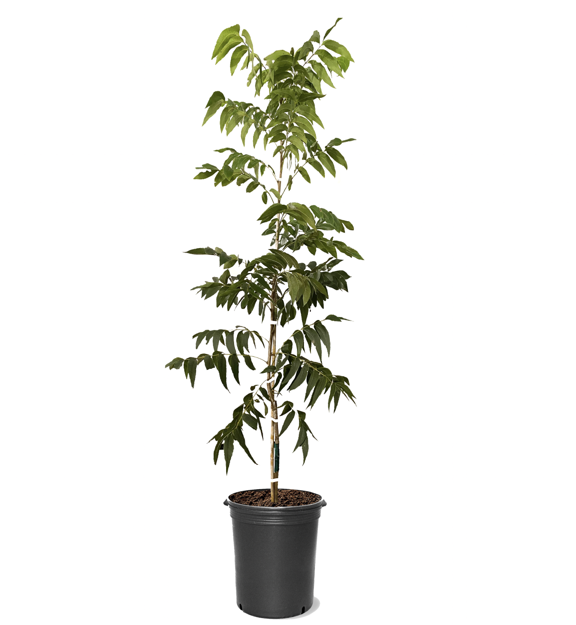 Photo of the plant species Sumner Pecan on Greg, the plant care app