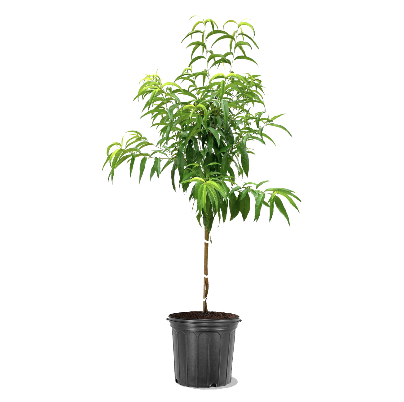 Photo of the plant species Contender Peach on Greg, the plant care app