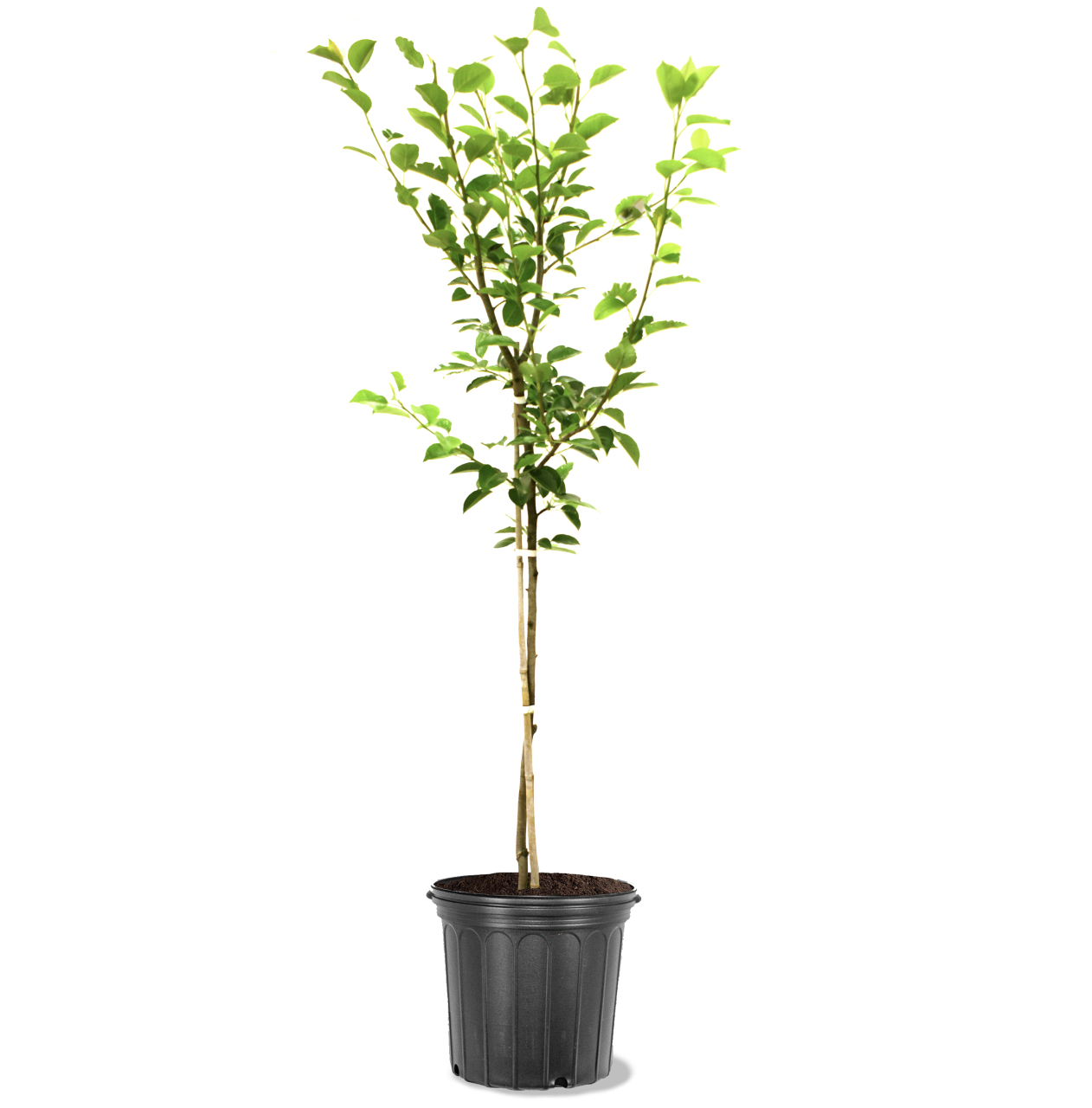 Photo of the plant species Bartlett Pear on Greg, the plant care app