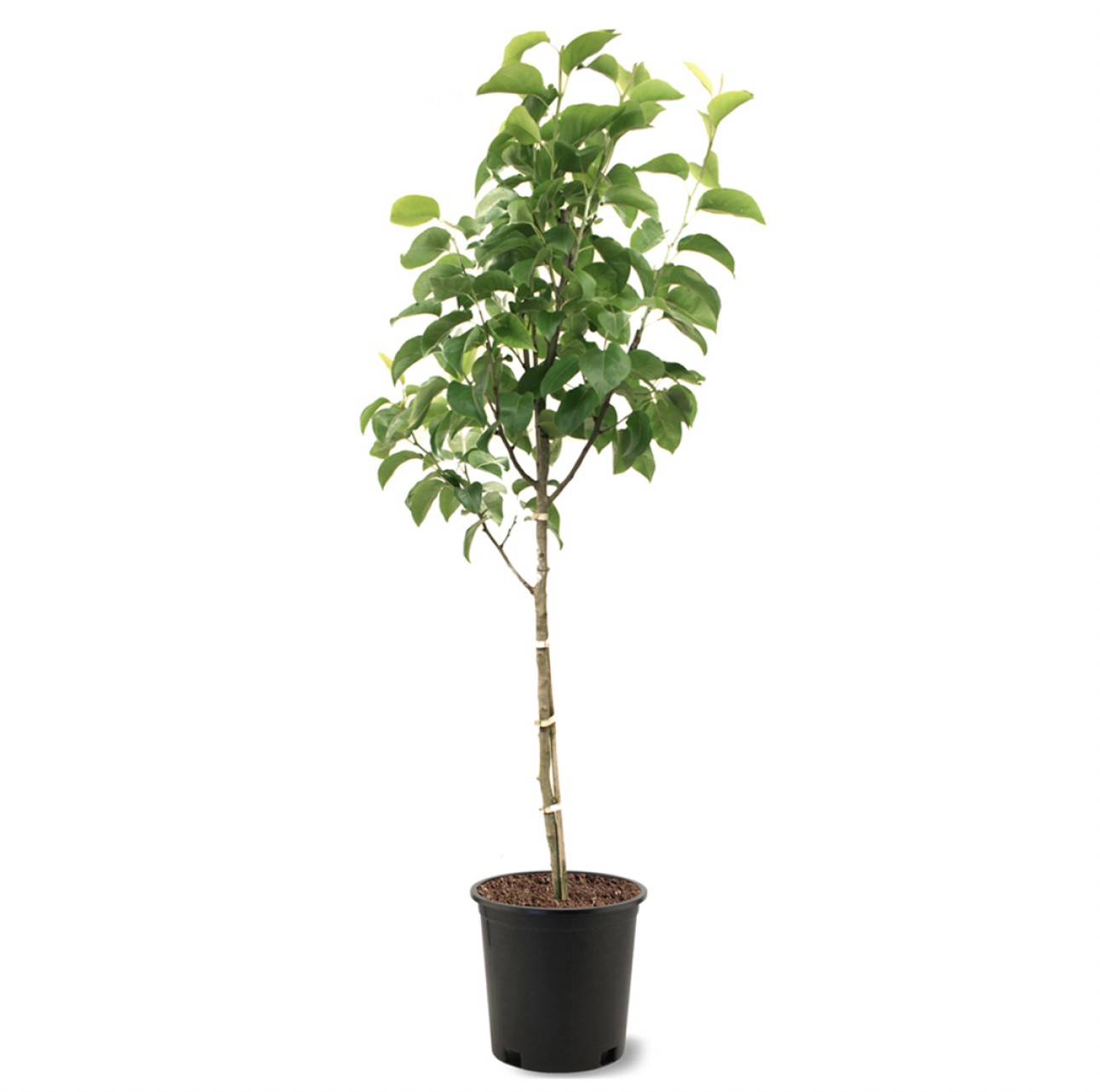 Photo of the plant species Shinseiki Pear on Greg, the plant care app