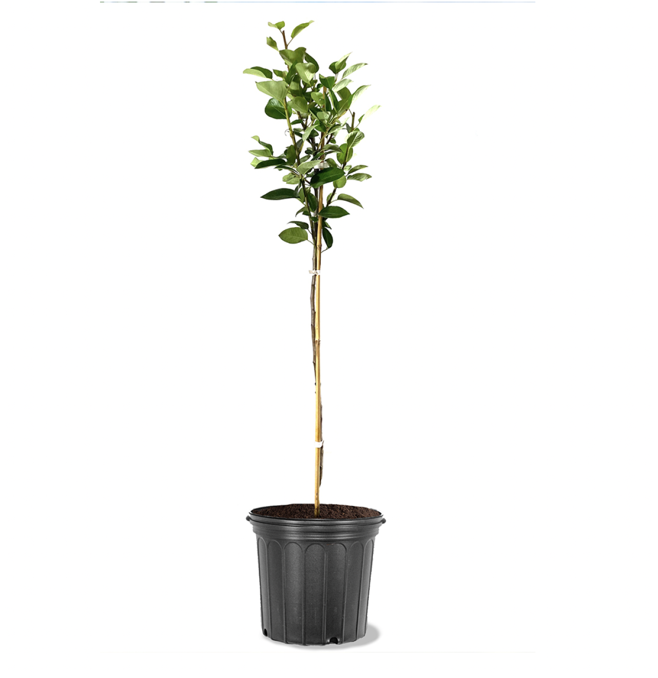 Photo of the plant species Tenn Pear on Greg, the plant care app