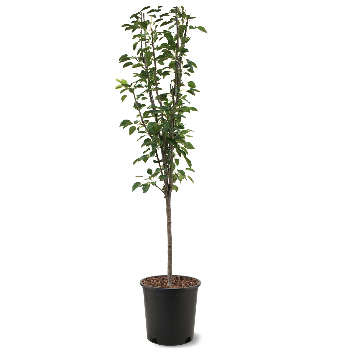 Photo of the plant species Pineapple Pear on Greg, the plant care app