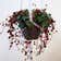 Calculate water needs of Peperomia 'Ruby Cascade'