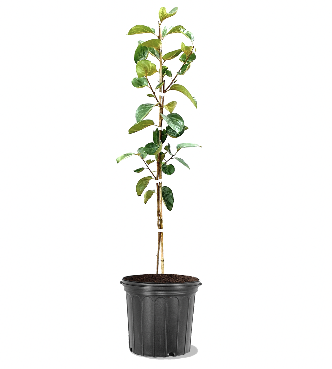 Photo of the plant species Fuyugaki Persimmon on Greg, the plant care app