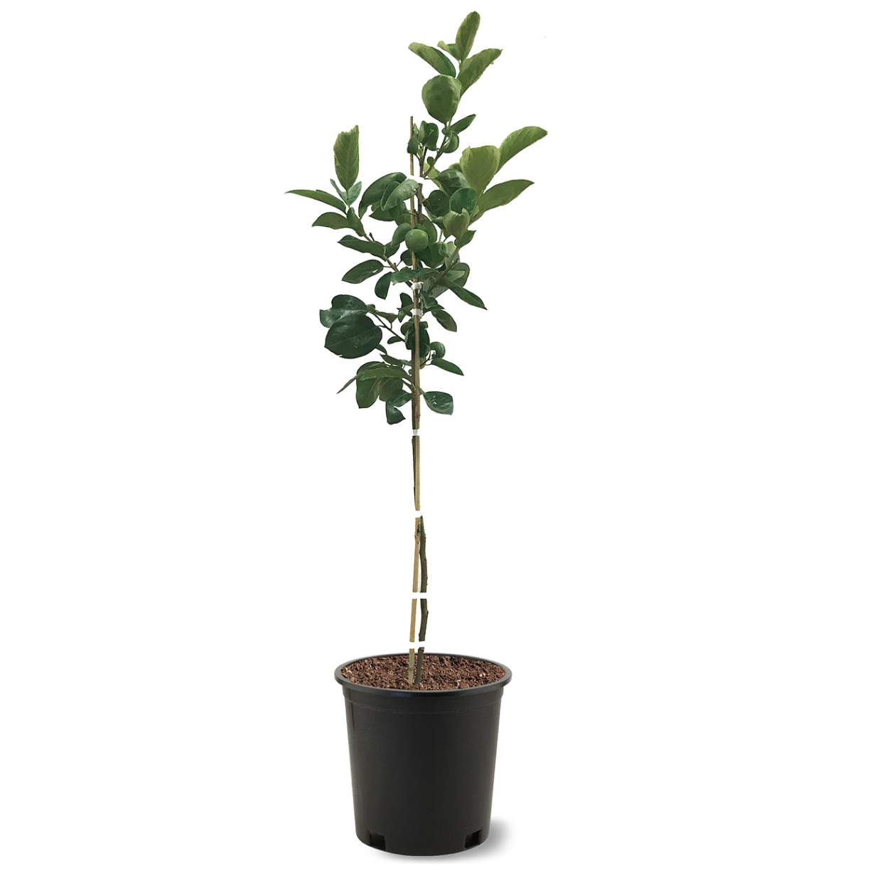 Photo of the plant species Giombo Persimmon on Greg, the plant care app