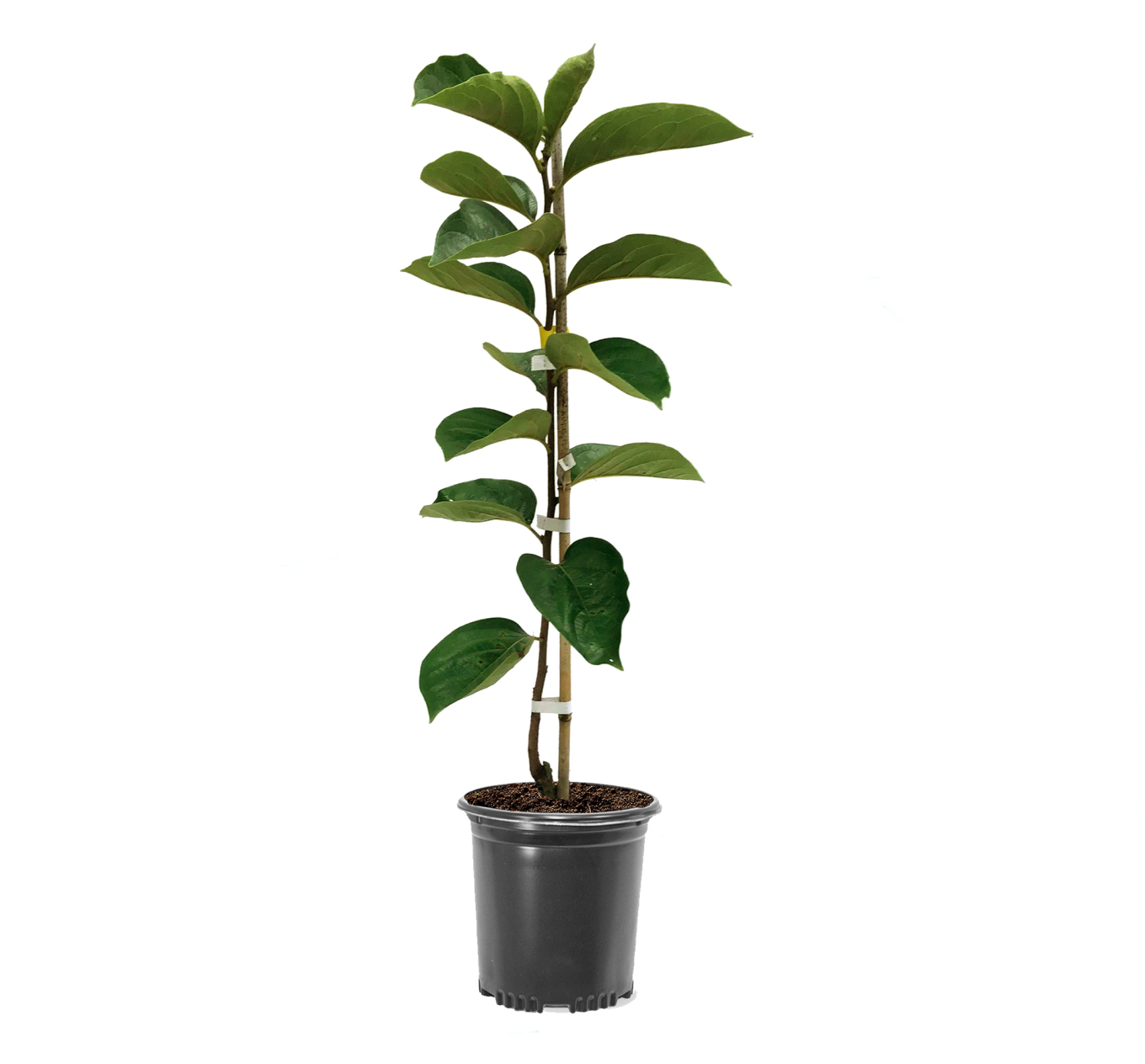 Photo of the plant species Hachiya Persimmon on Greg, the plant care app