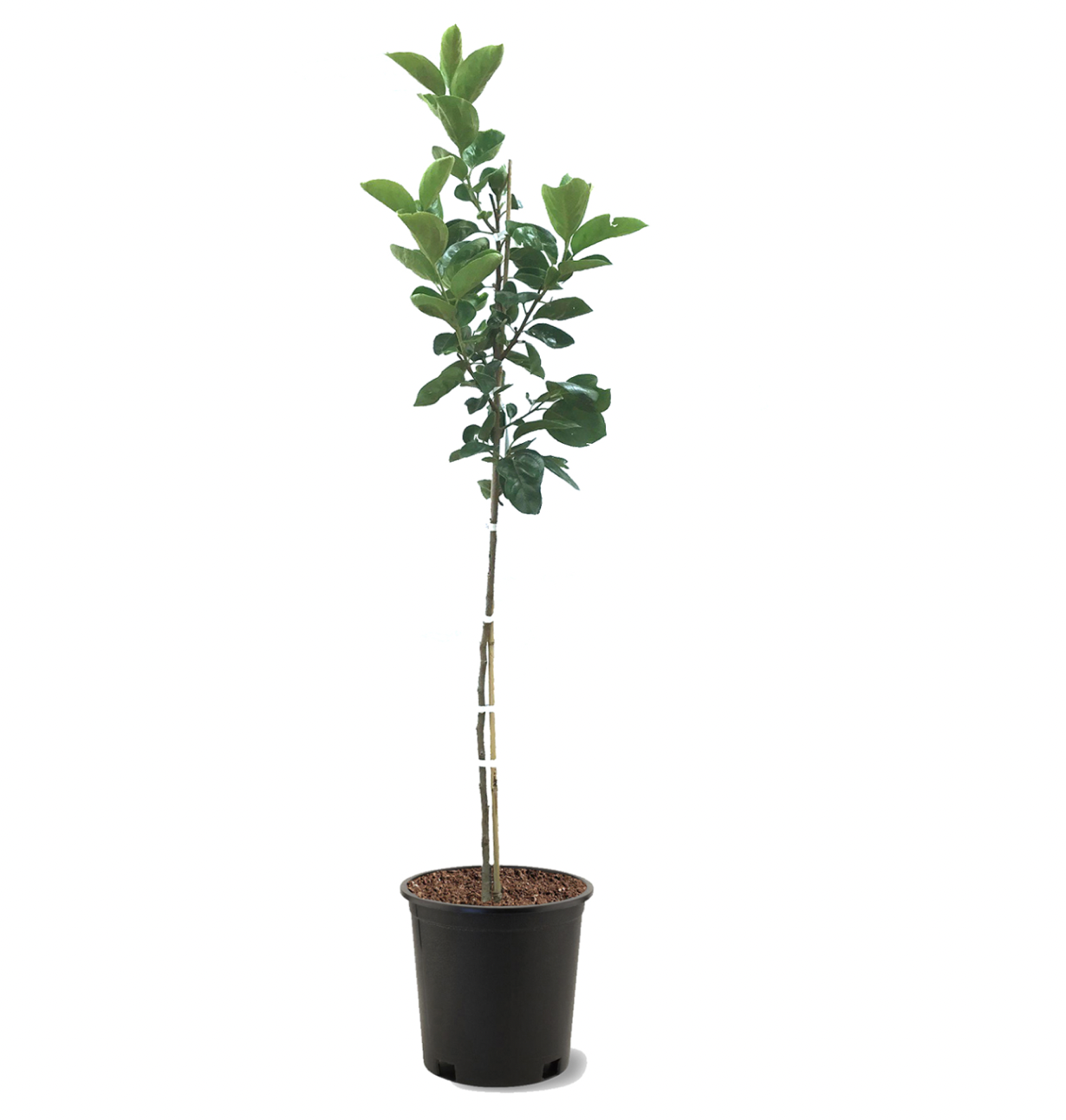 Photo of the plant species Saijo Persimmon on Greg, the plant care app