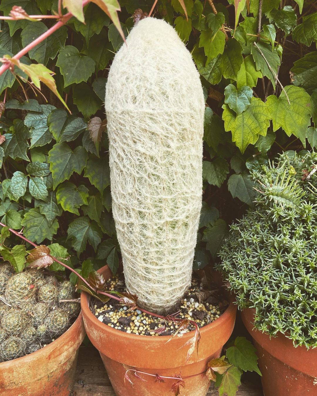 Photo of the plant species Peruvian Old Man Cactus on Greg, the plant care app