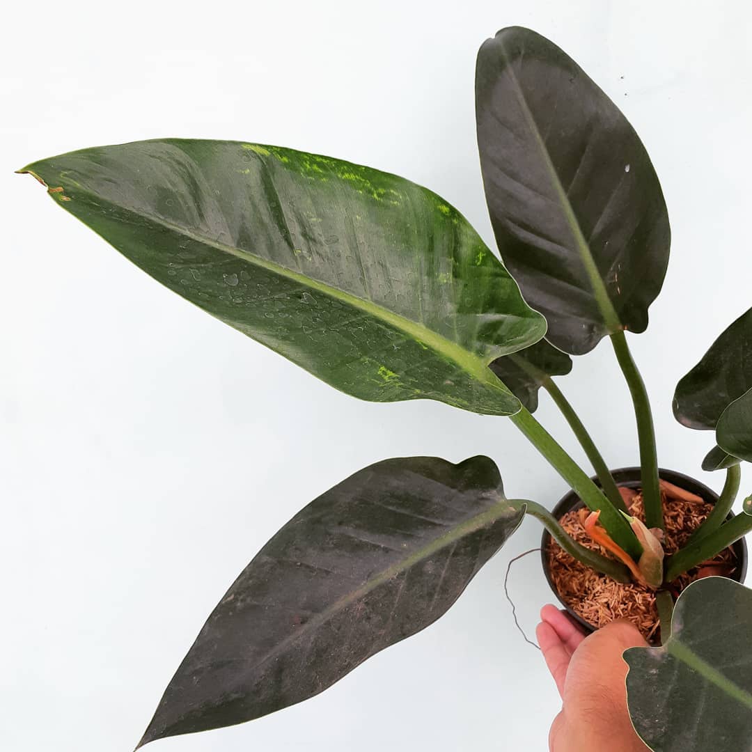 Photo of the plant species Philodendron 'Congo' on Greg, the plant care app