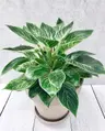 Plant care for Bald Cypress on Greg, the plant care app