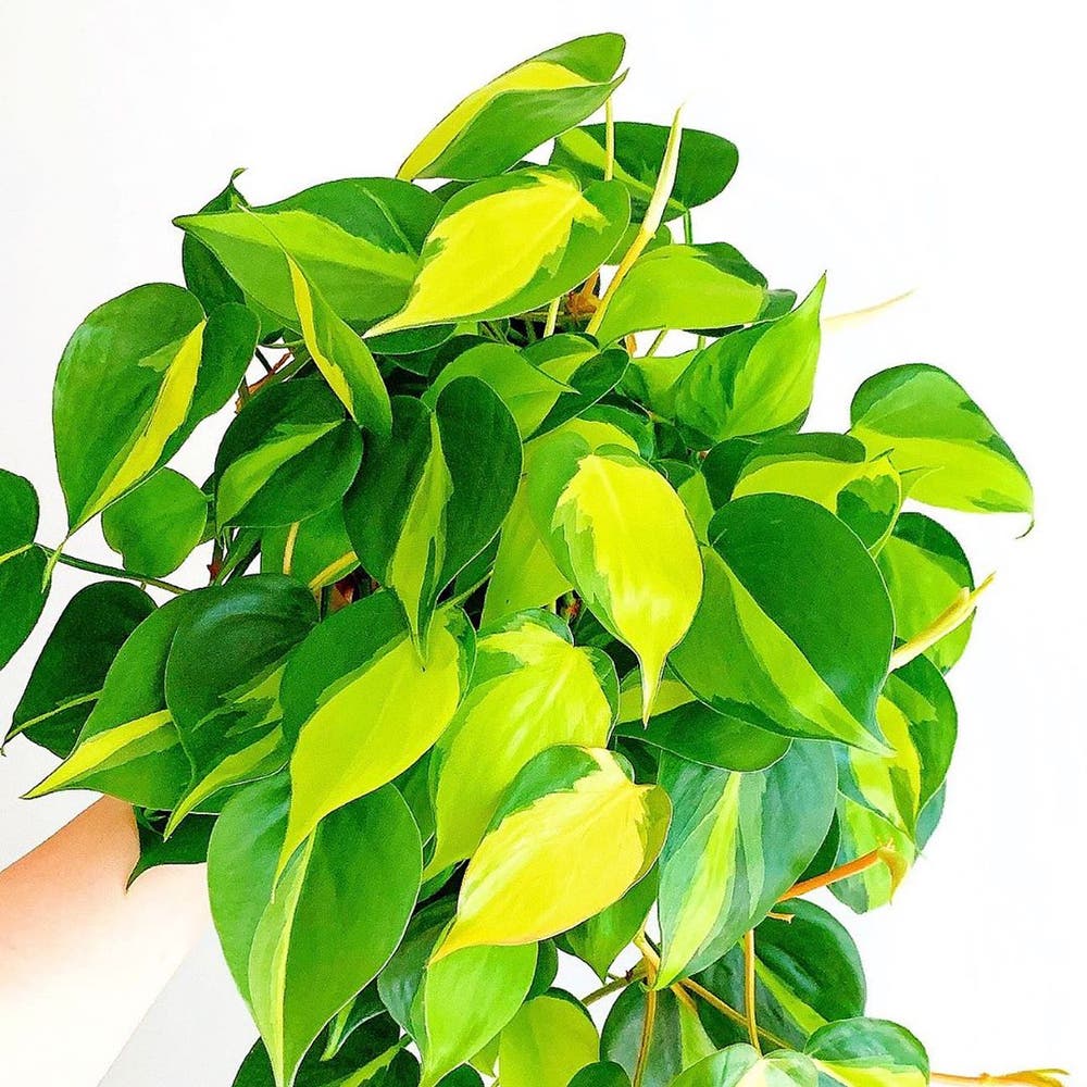 Photo of the plant species Philodendron 'Brasil' on Greg, the plant care app