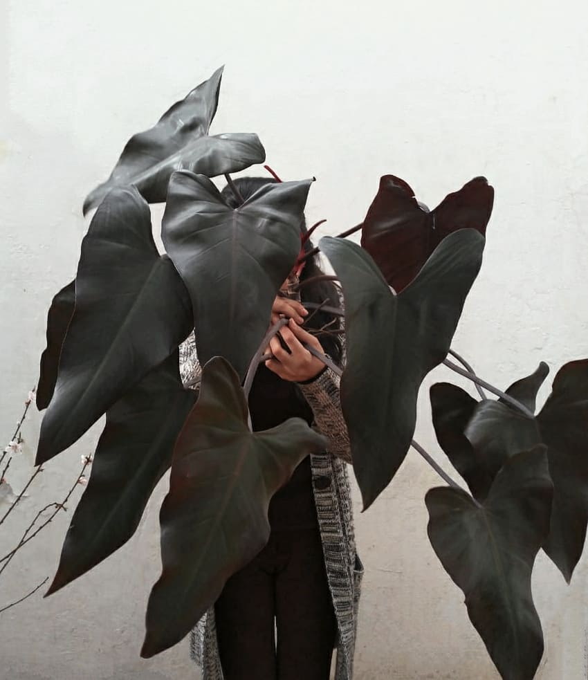 Personalized Philodendron Majesty Care Water Light Nutrients Greg App