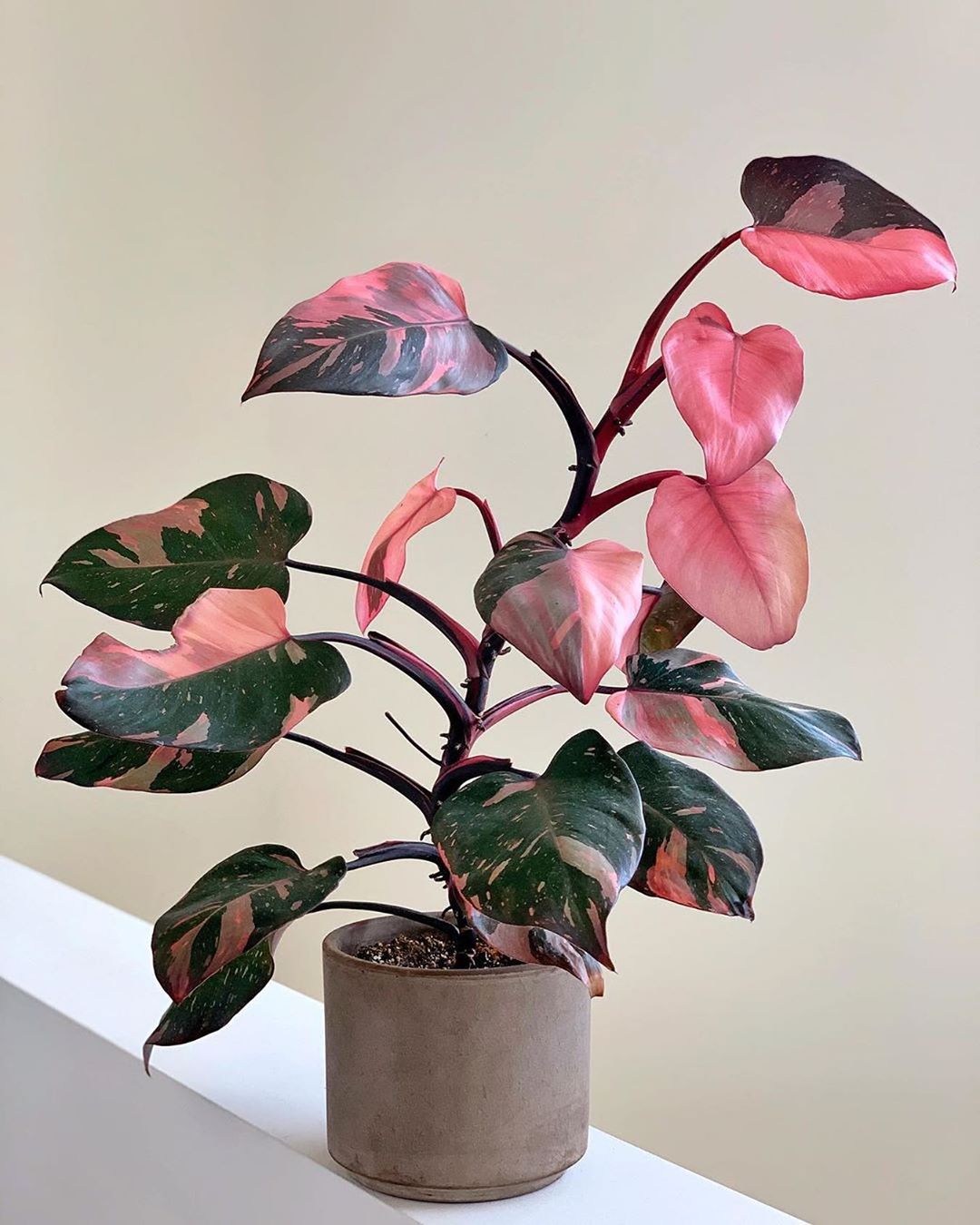 Pink Princess Philodendron Care: Essential Tips to Grow Philodendron Pink Princess
