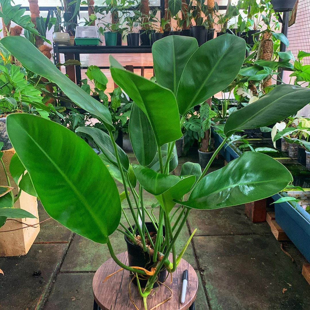 Personalized Philodendron Renauxii Care Water Light Nutrients Greg App