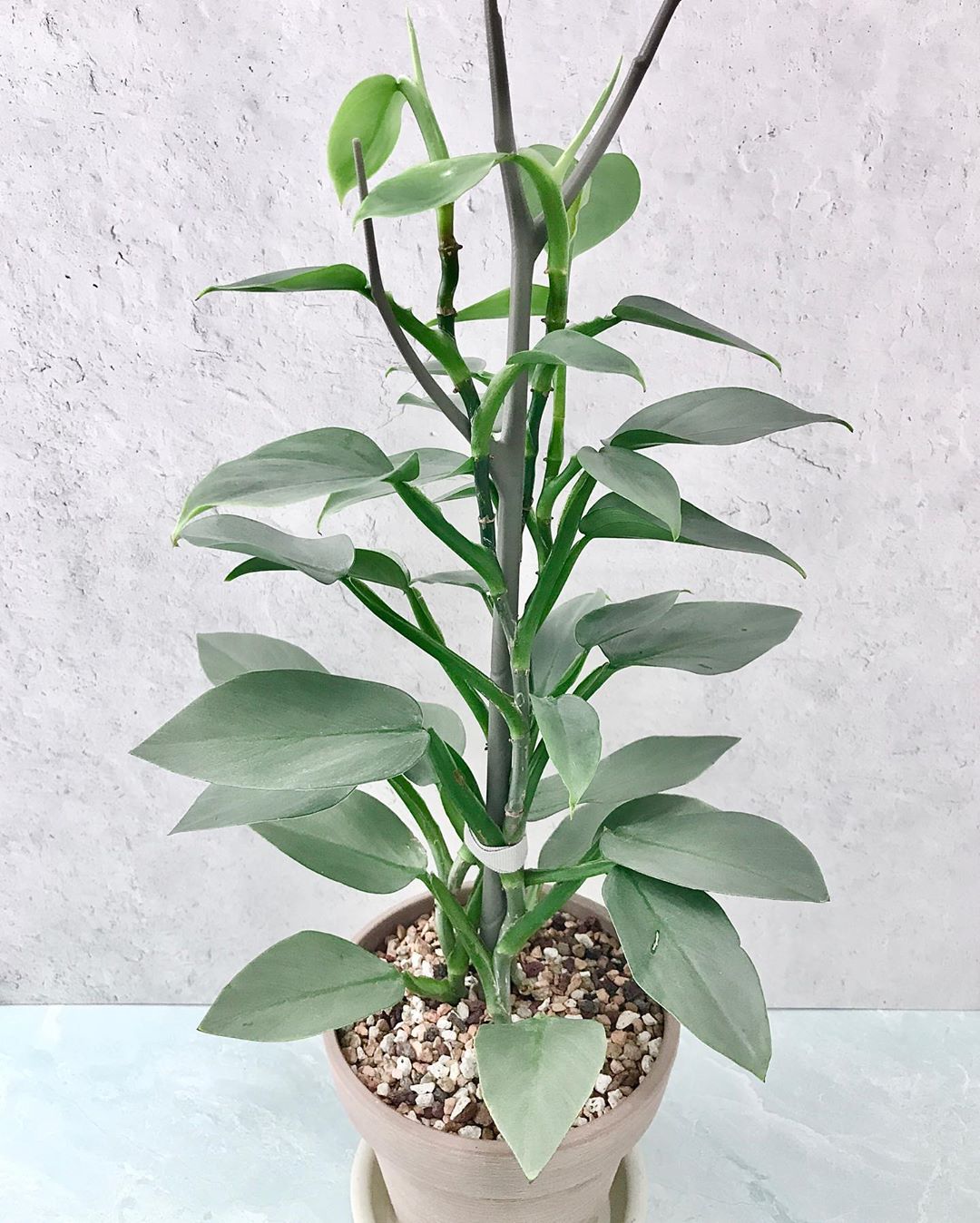 Personalized Silver Sword Philodendron Care Water Light Nutrients Greg App