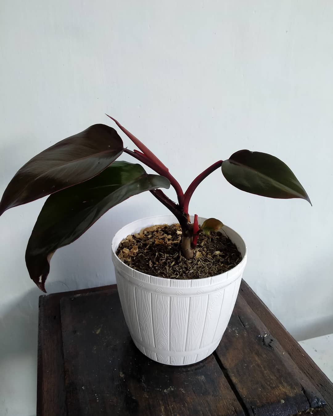 Photo of the plant species Philodendron 'Burgundy' on Greg, the plant care app