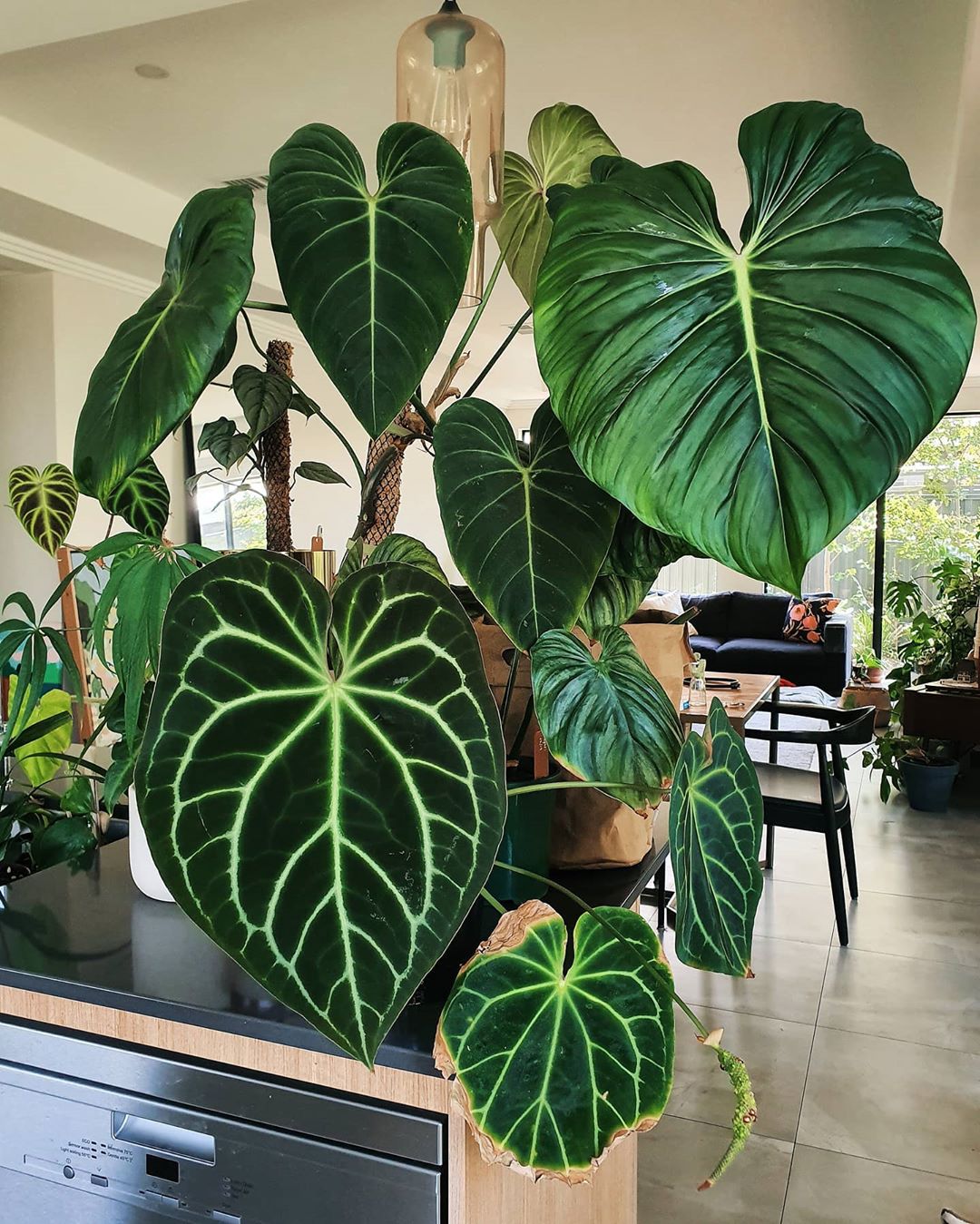 Photo of the plant species Philodendron gloriosum on Greg, the plant care app