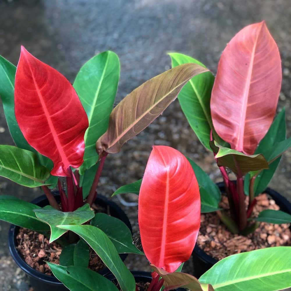 Photo of the plant species Philodendron 'Imperial Red' on Greg, the plant care app