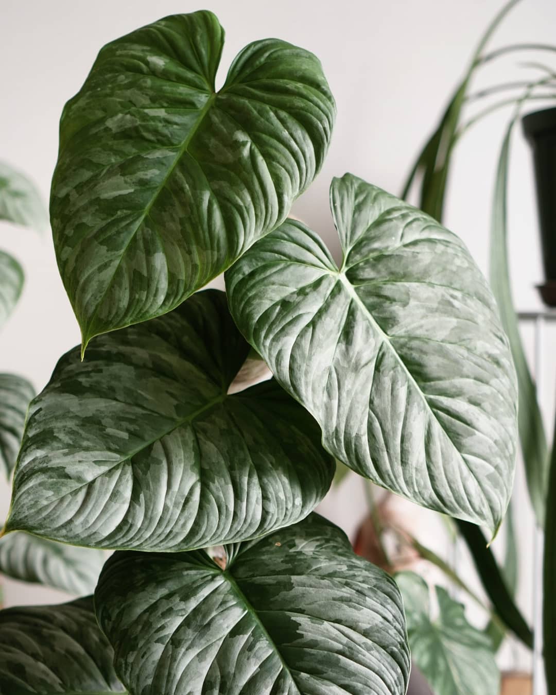 Photo of the plant species Philodendron 'Majestic' on Greg, the plant care app