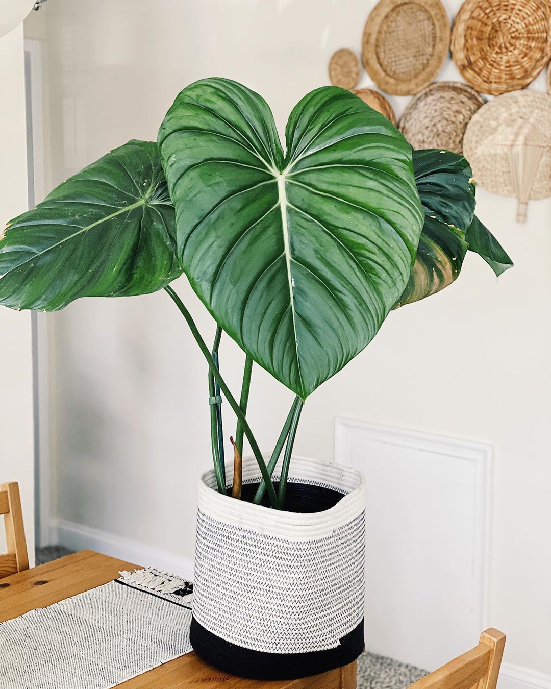 Personalized Philodendron Pastazanum Care Water Light Nutrients Greg App