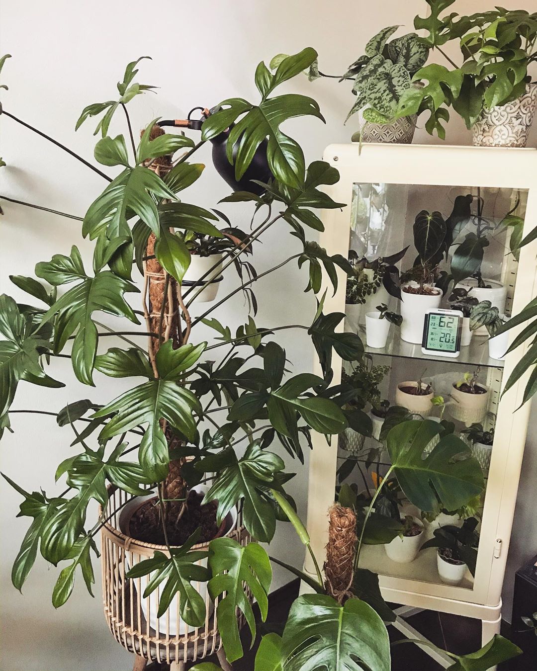 Personalized Philodendron Pedatum Care Water Light Nutrients Greg App