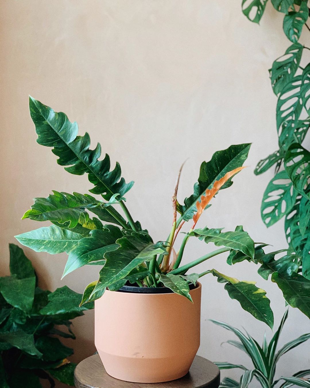 Photo of the plant species Philodendron 'Ring of Fire' on Greg, the plant care app