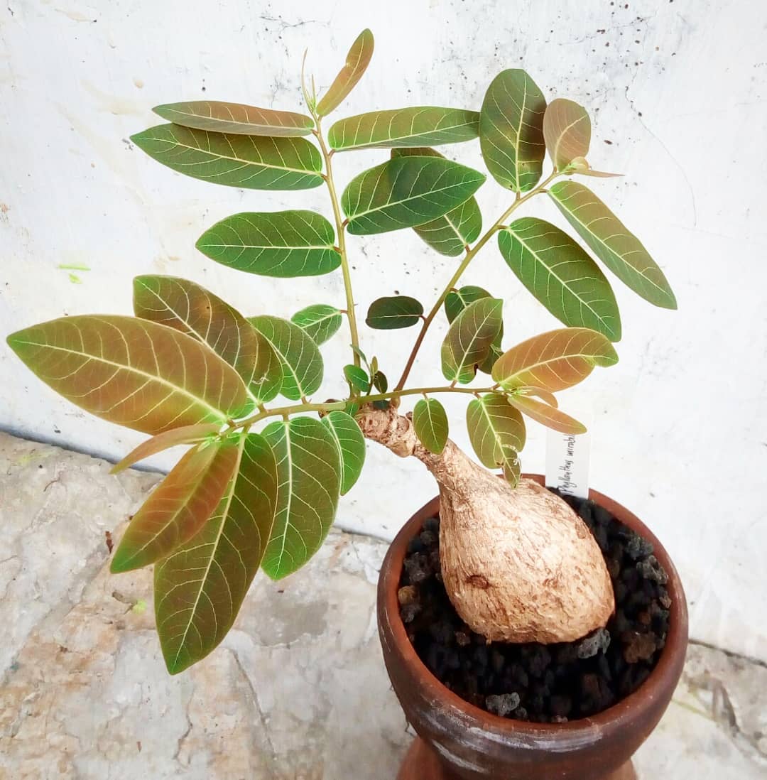 Photo of the plant species Phyllanthus mirabilis on Greg, the plant care app