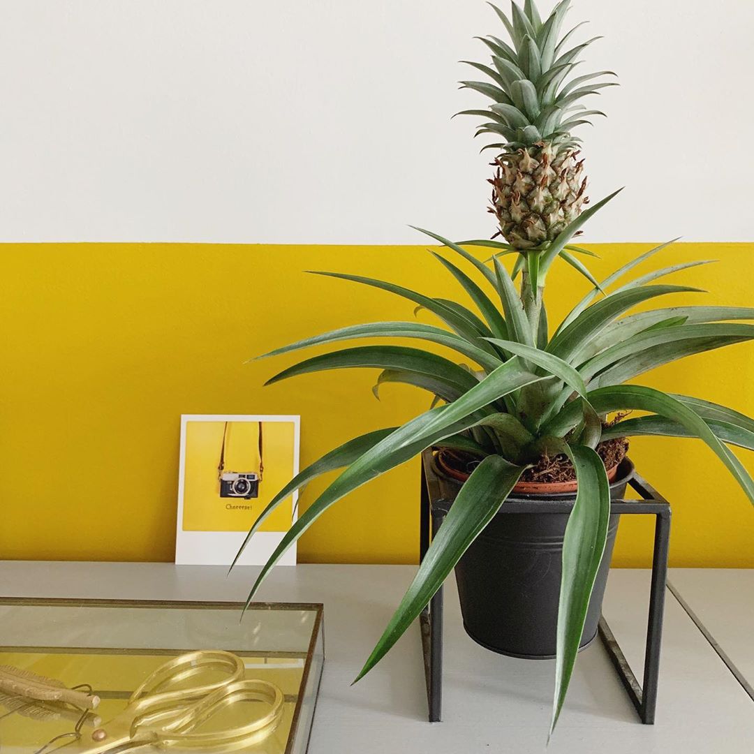 Pineapple Plant Care: Water, Light, Nutrients | Greg App 🌱